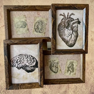 Diagrama médico de moldura de colagem de coração e cérebro antigo. Autópsia, cirurgia, cartões educacionais, arte, adereço de terror, boticário, Greys Anatomy