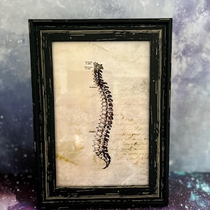 Schema medico del telaio del midollo spinale di Grey's Anatomy. Schede didattiche per autopsia, chirurgia, disegno, pozione, fiala, oggetto di scena horror, farmacia