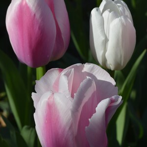 Spring Tulips (Central Park, New York City, 2020)