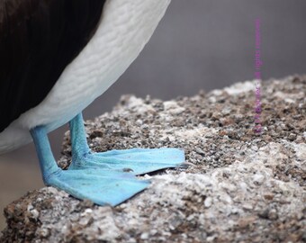 Głuptak niebieskonogi (szczegóły; Galapagos, Ekwador)