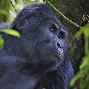 Silverback Mountain Gorilla (Uganda)