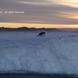 Adelie Penguin on Sea Ice, Weddell Sea (Antarctica)