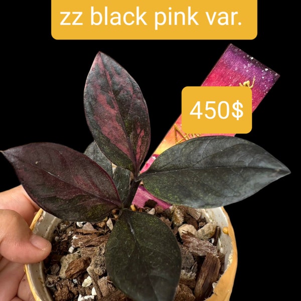 Zamioculcas zamiifolia raven black pink variegated pot / zz actual plant