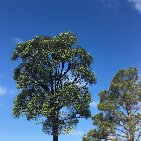 Model Tree 8” tall
