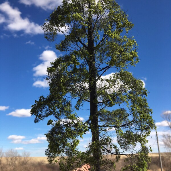 Model Elm Large 15” Tall