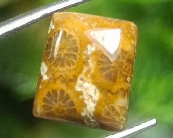 Natural Fossil Coral Cabochon: Yellow Square Stone (10x9x5 mm)