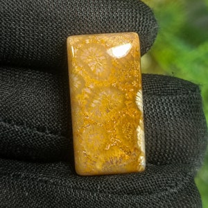 Natural Fossil Coral Cabochon - AAA Fossil Coral Stone - Coral Fossil 24X12X6 mm