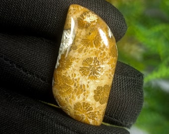 Natural Fossil Coral Cabochon: Yellow Coral Stone (34x16x6 mm)