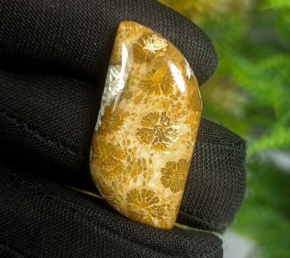 Natural Fossil Coral Cabochon: Yellow Coral Stone (34x16x6 mm)