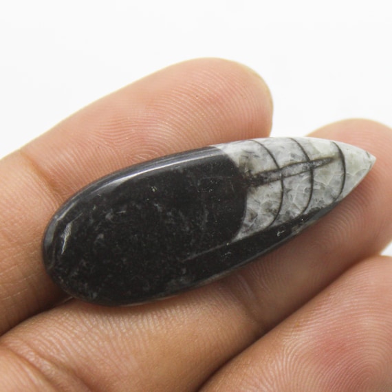 Orthoceras Fossil Gemstone, Designer Orthoceras, Hand Crafted Smooth Cabochon, Jewelry Making 19.40 Carat