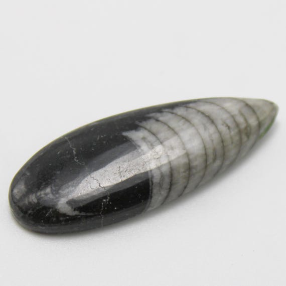 Orthoceras Fossil Gemstone, Designer Orthoceras, Hand Crafted Smooth Cabochon, Jewelry Making 20.00 Carat