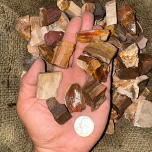 May include: A hand holding a variety of petrified wood pieces in various shades of brown, red, and white. The pieces are of different shapes and sizes, and some have a polished finish.