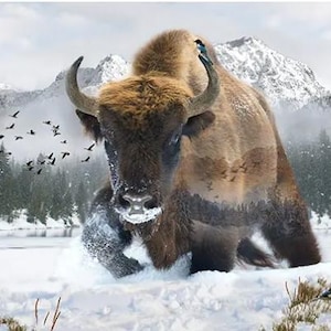 Peut inclure: Un bison brun avec le nez enneigé se tient dans un paysage enneigé avec une forêt en arrière-plan. Le bison est partiellement transparent, révélant une scène de forêt à l'intérieur de son corps.