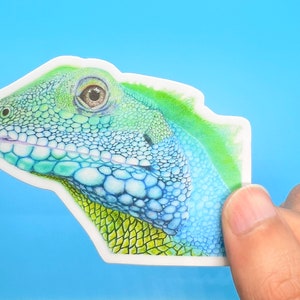 Chinese Water Dragon Lizard Sticker | 3 x 2 Inch Reptile Sticker Reptile Accessories Australia Sticker Croc Sticker Gator Sticker Nature