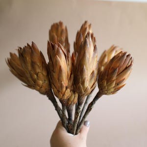 Dried Flower Protea Stem for Floral Arrangement Minimalist Botanical Decor for Natural Home Decor Boho Spring Vase Decor Bulk Dried Flower
