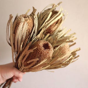 Fall Floral Home Decor Centerpiece Autumn Tablescape Neutral Dried Flower Arrangement for Vase Earthy Cottagecore Aesthetic Banksia Stem