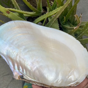 Gratis expresverzending River Sea Shell Natural Pearl Oyster Shell Polished, Zoetwaterschelp gepolijst Shell Lot Shell Sea River Lot Groothandel