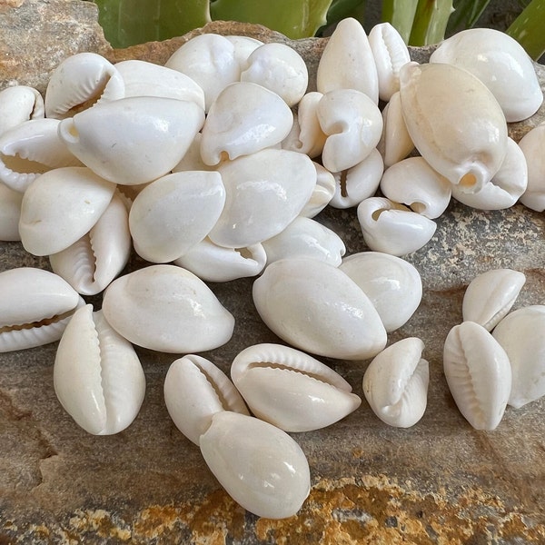 White Kauri Natural Cowrie Sea Shell For Jewelry Making Use Shell, Polished Cowrie Shell, Loose, Pendant And Necklace Making For Jewelry