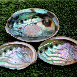 Könnte beinhalten: Drei schillernde Abalone-Muscheln mit Löchern, die um die Ränder gebohrt sind. Die Muscheln liegen auf einer grünen Oberfläche.