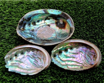 Natural Abalone Shell Bowl Shell Loose Shell Abalone Shells Antique Bowl.