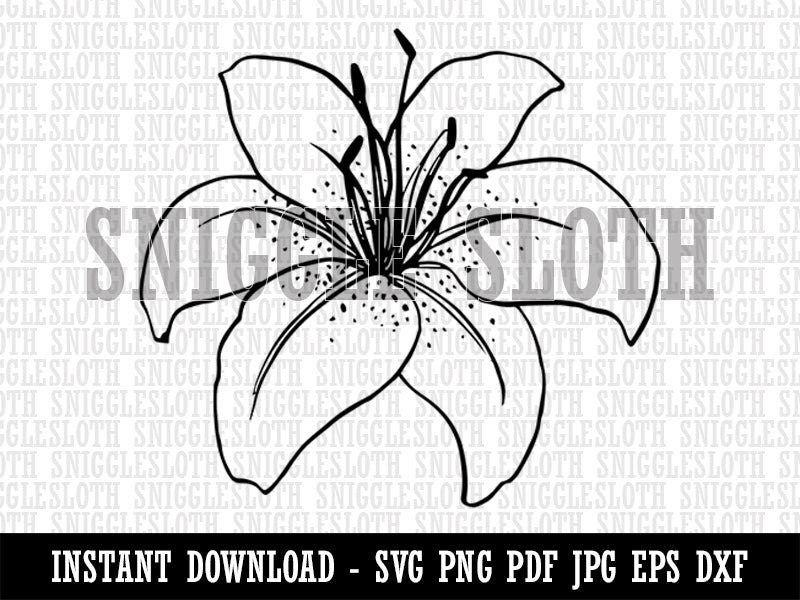 How To Draw A Tiger Lily Step By Step