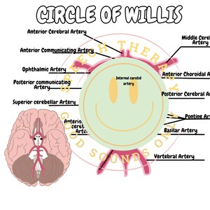 Cartes d'étude Neuro SLP, neurosciences, neurologie, notes d'étude SLP, slp, orthophoniste, future slp, slp2b, l'anatomie du cerveau,