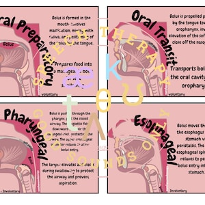 May include: A diagram illustrating the stages of oral preparation, oral transit, pharyngeal, and oesophageal phases of swallowing. The diagram shows the movement of a bolus of food through the mouth, pharynx, and oesophagus. The text describes the process of swallowing and the muscles involved.