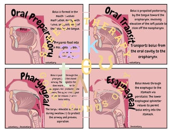 swallowing chart, SLP study, speech therapy tools, study tools, SLP2B, future SLP, speech study guide, speech, pediatric therapy