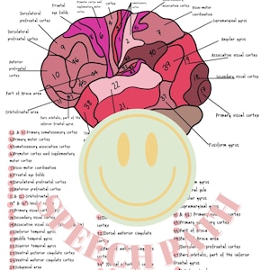 Zones Drodmann du Brian, cartes d'étude SLPA, cartes d'étude SLP, impressions numériques, futur SLPA, slp, étude imprimable, orthophonie,