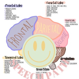 Lóbulos del cerebro y funciones, SLPA, SLP, estudiar anatomía, tarjetas de anatomía, el cerebro, lóbulos y funciones, estudiantes de posgrado, patología del habla