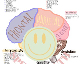 May include: A colorful illustration of the human brain with the different lobes labeled: Frontal, Parietal, Occipital, Temporal, and Brain Stem. Each lobe is described with its functions.