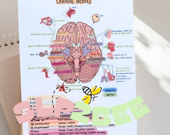 SLP study cards, The Brain, cranial nerves, Neuroanatomy, Future SLP, undergraduate slp, speech therapy, slpa, lobes of the brain, study,