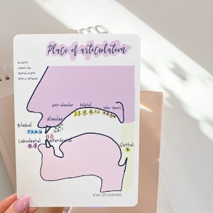 3 fiches d'étude SLP, lieux d'articulation, consonnes, carte IPA, chemin de la parole, Future SLP, slp de premier cycle, orthophonie, slpa