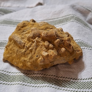 Puede incluir: Un espécimen de coral fosilizado de color amarillo-marrón con una superficie rugosa y texturizada. El coral está sobre una tela de rayas blancas y verdes.