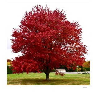 5 Red Maple Bare Root (Acer Rubrum)