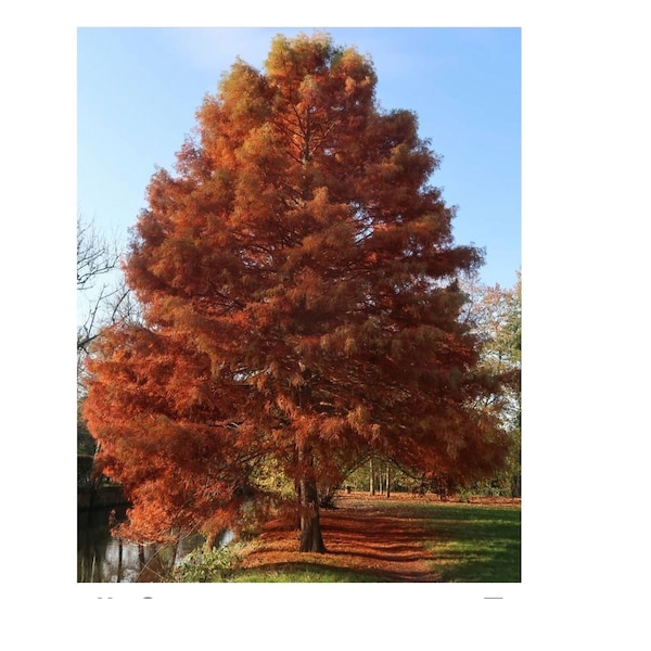 1 Bald Cypress in a Quart Container