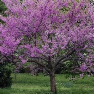 1 Eastern Redbud in a Quart Container