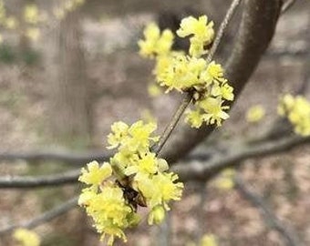 1 Spicebush in a Quart Container