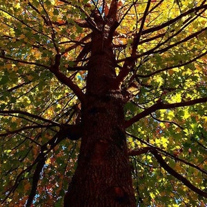 5 American Sweetgum Bare Root (Liquidambar Styraciflua)