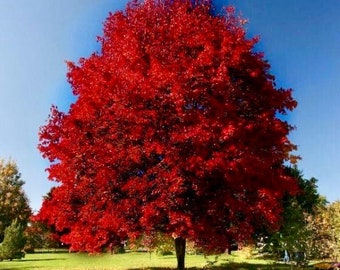 1 Brandywine Maple Tree in a Quart Container