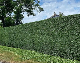 1 North Privet in a Quart Container