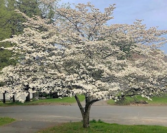 1 White Dogwood in a Quart Container