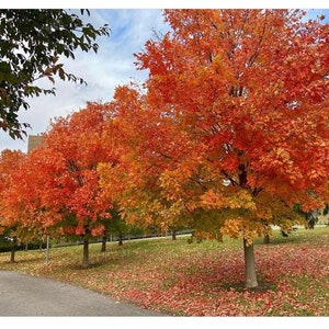 1 Sugar Maple Tree in a Quart Container