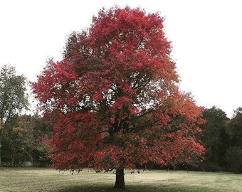 2 Blackgum (Nyssa Sylvatica)