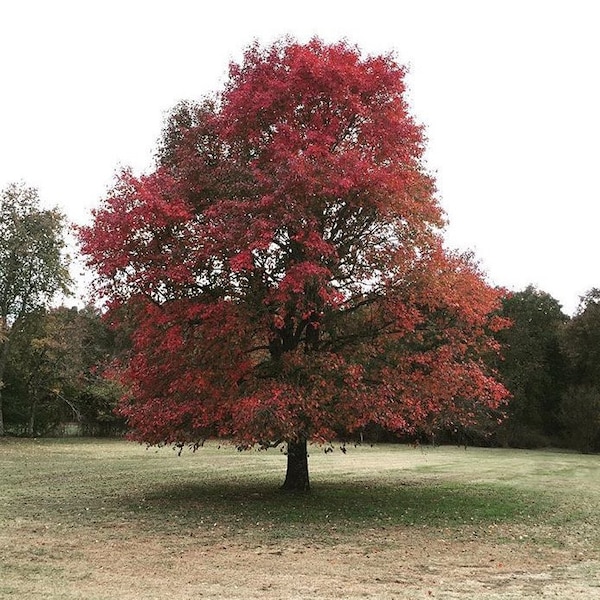 2 Blackgum (Nyssa Sylvatica)