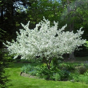 1 Sargent Crabapple in a Quart Pot