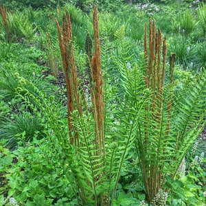 10 Cinnamon Ferns (Bare Root)