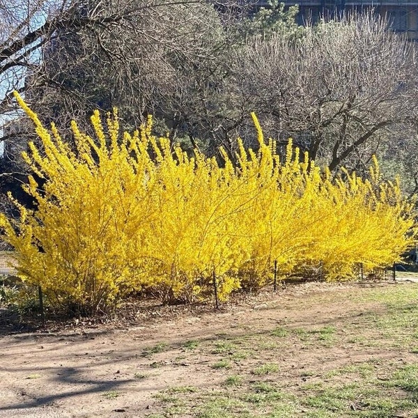 1 Forsythia Shrub in a Quart Container