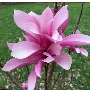 1 Potted Jane Magnolia in 2.5 inch Container