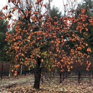 2) 18" Persimmon Trees bare root